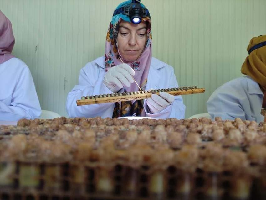 Kilosu 10 bin liradan satılıyor, talep patladı! Hücreleri yeniliyor, faydaları saymakla bitmiyor...