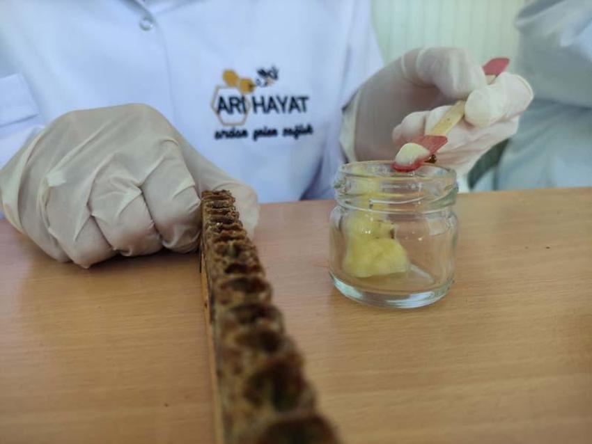 Kilosu 10 bin liradan satılıyor, talep patladı! Hücreleri yeniliyor, faydaları saymakla bitmiyor...