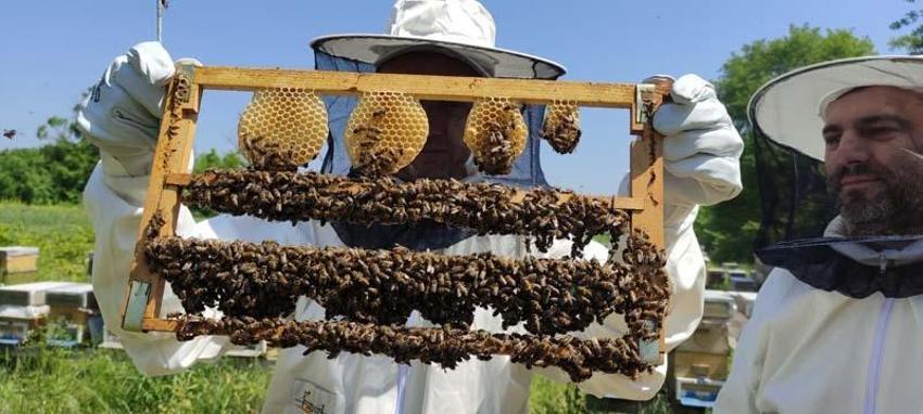 Kilosu 10 bin liradan satılıyor, talep patladı! Hücreleri yeniliyor, faydaları saymakla bitmiyor...