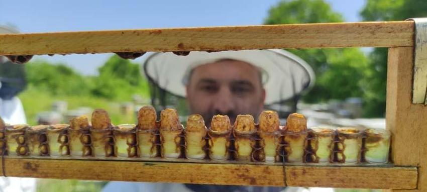 Kilosu 10 bin liradan satılıyor, talep patladı! Hücreleri yeniliyor, faydaları saymakla bitmiyor...