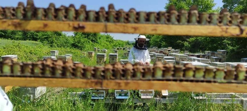 Kilosu 10 bin liradan satılıyor, talep patladı! Hücreleri yeniliyor, faydaları saymakla bitmiyor...