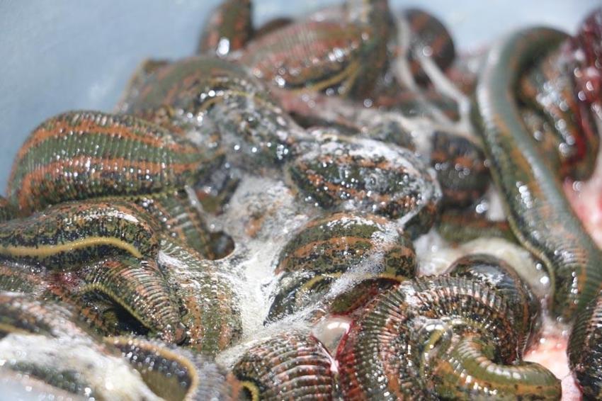 Paraya para demiyorlar! 5 milyon tane yurt dışına satıyor