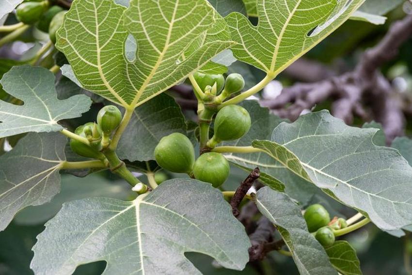 Yüksek tansiyon ile savaşıyor, kanserin yayılmasını yavaşlatıyor, sindirimi düzenliyor! Alzheimer, kemik erimesi, astım, bronşit, kabızlık...