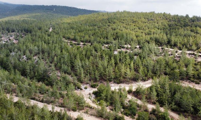 Menopoza, kansere, karaciğere, kalbe, bağışıklık sistemine iyi geliyor! Mucize besin! Kilosu 400 lira! Ve tezgahlara düştü