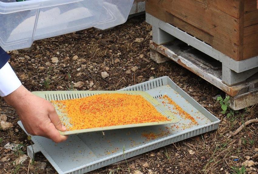 Menopoza, kansere, karaciğere, kalbe, bağışıklık sistemine iyi geliyor! Mucize besin! Kilosu 400 lira! Ve tezgahlara düştü