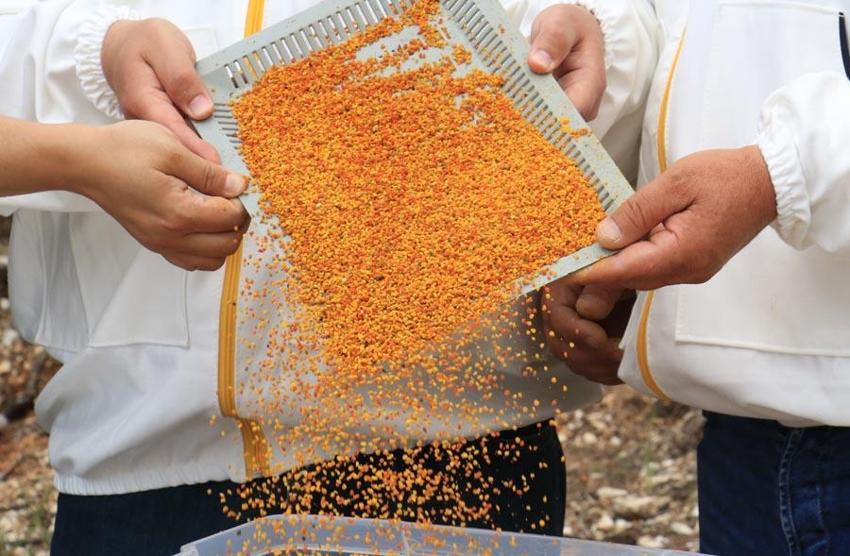 Menopoza, kansere, karaciğere, kalbe, bağışıklık sistemine iyi geliyor! Mucize besin! Kilosu 400 lira! Ve tezgahlara düştü