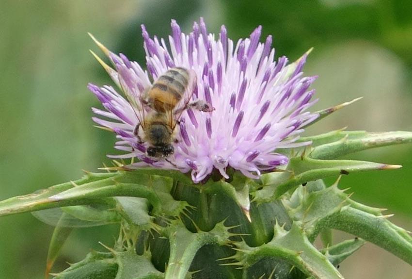 Menopoza, kansere, karaciğere, kalbe, bağışıklık sistemine iyi geliyor! Mucize besin! Kilosu 400 lira! Ve tezgahlara düştü