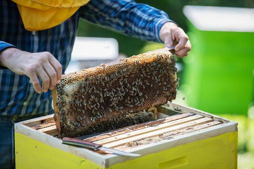 Menopoza, kansere, karaciğere, kalbe, bağışıklık sistemine iyi geliyor! Mucize besin! Kilosu 400 lira! Ve tezgahlara düştü