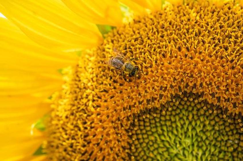 Menopoza, kansere, karaciğere, kalbe, bağışıklık sistemine iyi geliyor! Mucize besin! Kilosu 400 lira! Ve tezgahlara düştü