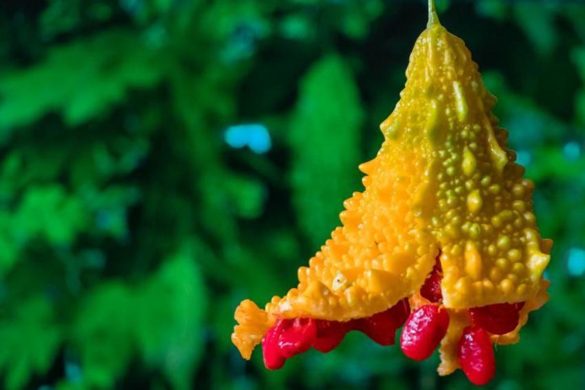 Antibiyotik etkisi var, kan şekerini dengeliyor, mide sorunlarına doğal şifa! Protein, demir, kalsiyum, fosfor, B ve C vitamini yönünden zengin...