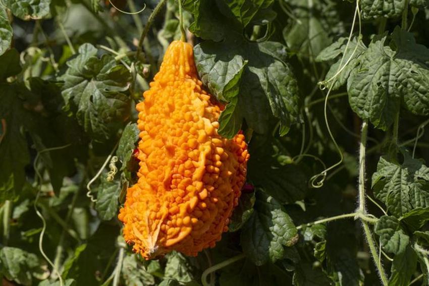Antibiyotik etkisi var, kan şekerini dengeliyor, mide sorunlarına doğal şifa! Protein, demir, kalsiyum, fosfor, B ve C vitamini yönünden zengin...