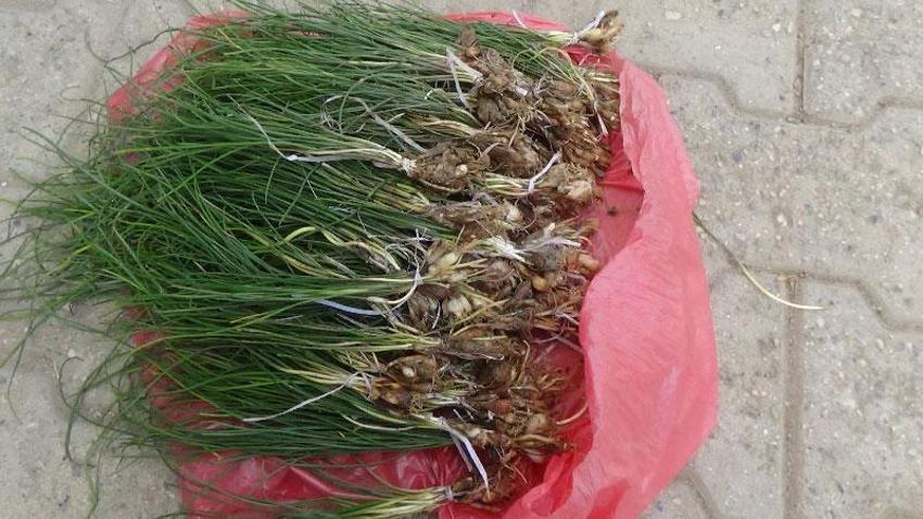 Paraya para demiyorlar! Kilosu 1.000 lira, 'yok satıyor, her derde deva...'