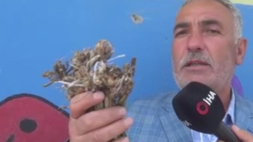 Paraya para demiyorlar! Kilosu 1.000 lira, 'yok satıyor, her derde deva...'