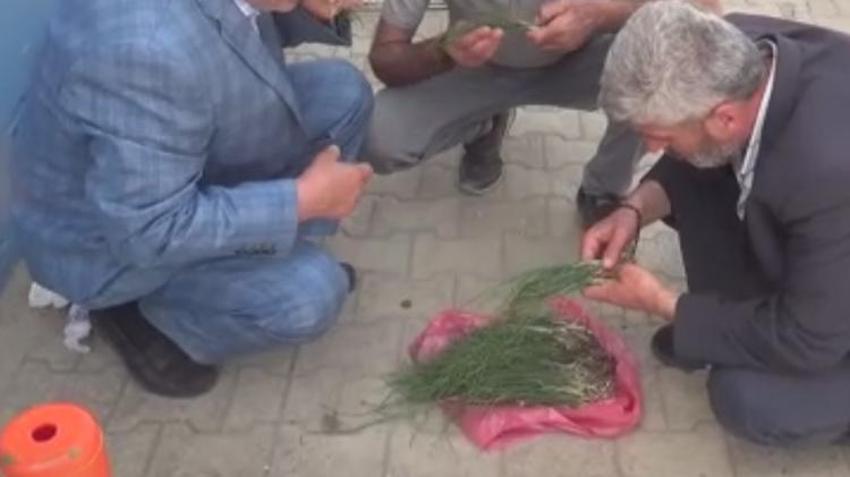 Paraya para demiyorlar! Kilosu 1.000 lira, 'yok satıyor, her derde deva...'