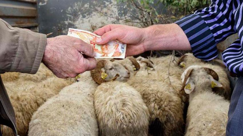 İl il kurbanlık fiyatları belli oldu! İşte 2022 yılı küçükbaş, büyükbaş, koyun, keçi, sığır kurbanlık fiyatları...