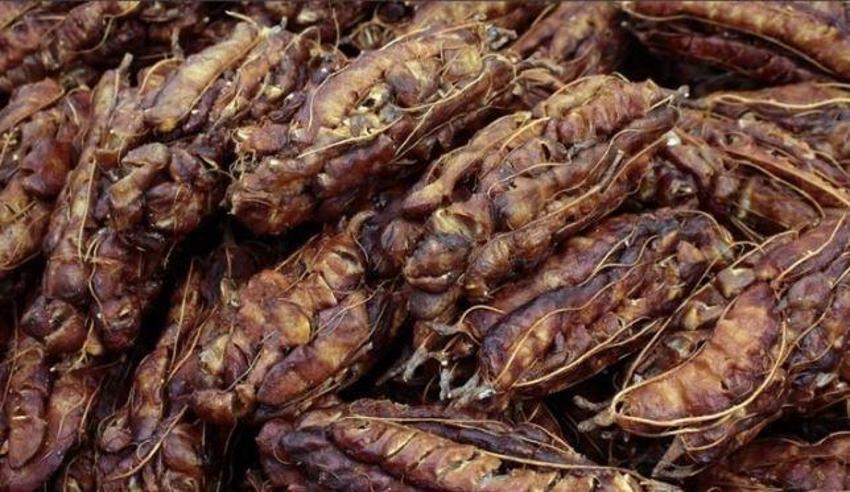 Karaciğer yağlanmasıyla savaşıyor! Vücudu temizliyor, zehri söküp atıyor, günde sadece iki kez tüketen gençleşiyor