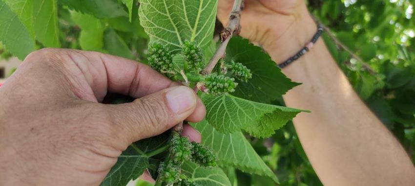 Kan şekeri seviyesini kontrol ediyor, kanserin her türlüsü ile savaşıyor! Tam bir doğal antibiyotik, asırlardır şifa dağıtıyor...  