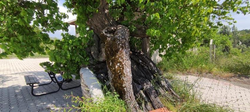 Kan şekeri seviyesini kontrol ediyor, kanserin her türlüsü ile savaşıyor! Tam bir doğal antibiyotik, asırlardır şifa dağıtıyor...  
