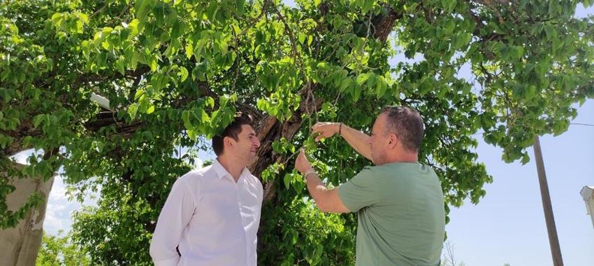 Kan şekeri seviyesini kontrol ediyor, kanserin her türlüsü ile savaşıyor! Tam bir doğal antibiyotik, asırlardır şifa dağıtıyor...  
