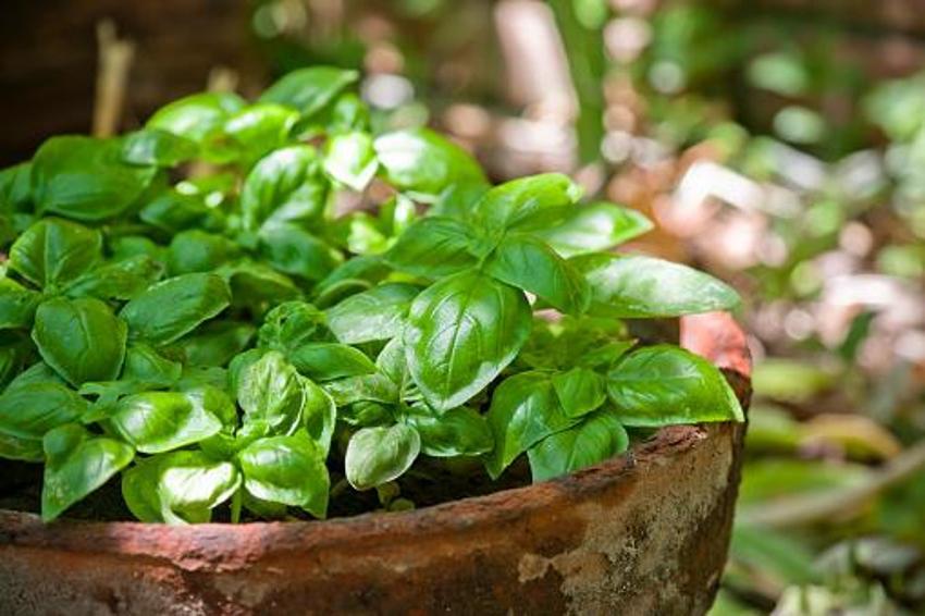 İltihabı söküp atıyor!  Troid ve Guatr için şifa, curcumin ve ibetain deposu, 1 çay kaşığı yetiyor