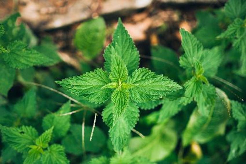 İltihabı söküp atıyor!  Troid ve Guatr için şifa, curcumin ve ibetain deposu, 1 çay kaşığı yetiyor