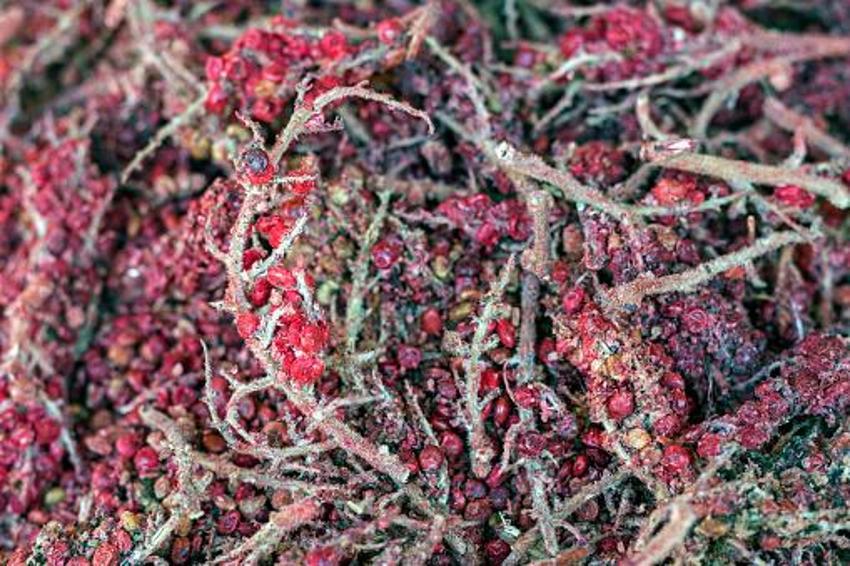 Kanser hücrelerini öldürüyor! Tip-2 diyabet ile savaşıyor, asırlardır şifa dağıtıyor, antioksidan zengini, C, B6, B1 ve B2 vitaminleri...