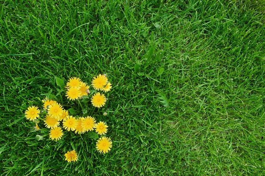 Kolesterolü düşürüyor, kan şekerini dengeliyor, kansere karşı koruyucu, kilo da verdiriyor! Birçok sağlık sorunu için doğal ilaç, günde 2 kere...