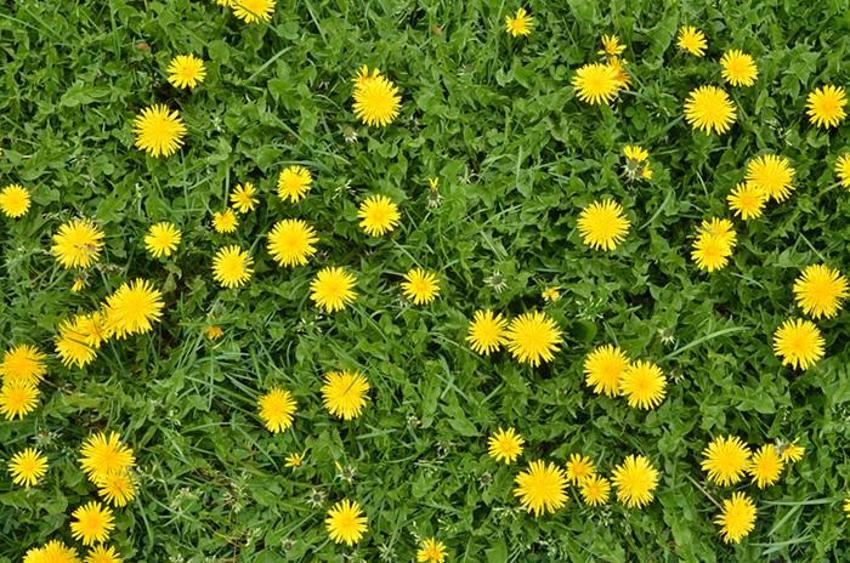 Kolesterolü düşürüyor, kan şekerini dengeliyor, kansere karşı koruyucu, kilo da verdiriyor! Birçok sağlık sorunu için doğal ilaç, günde 2 kere...