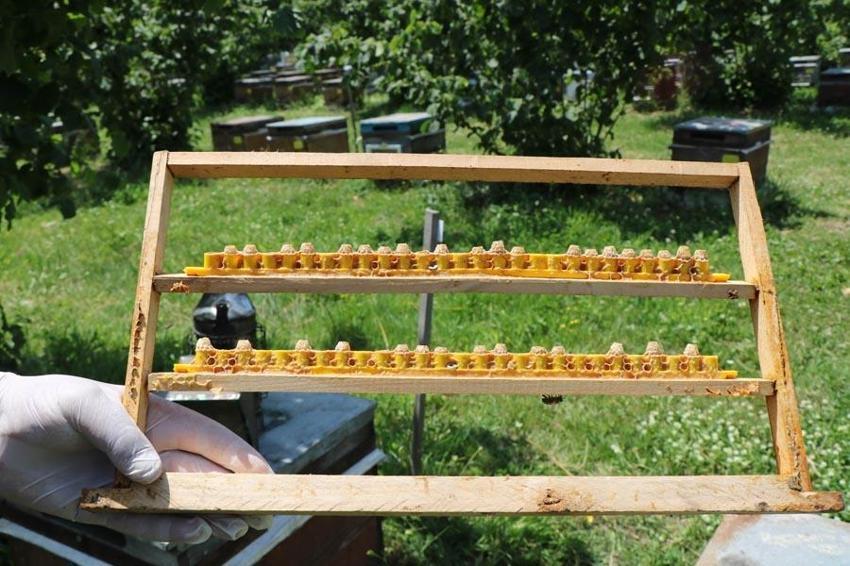 Bağışıklığa, kolesterole, kalbe tansiyona iyi geliyor! Gramı 15 lira! Servet değerinde