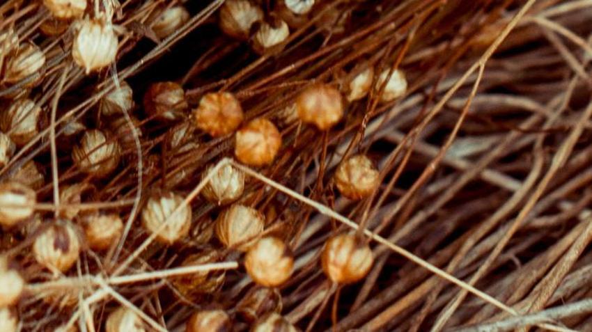 Kan şekerini kontrol ediyor, kolesterol ve hipertansiyonu düşürüyor! Yüzde 100 glutensiz, çölyak hastaları için tavsiye ediliyor...  