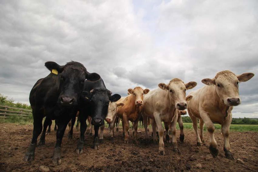 İl il fiyatlar belli oldu! Kurban kesecekler için flaş uyarı: Kesinlikle izin verilmeyecek...