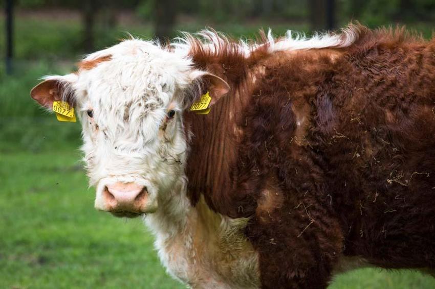 İl il fiyatlar belli oldu! Kurban kesecekler için flaş uyarı: Kesinlikle izin verilmeyecek...