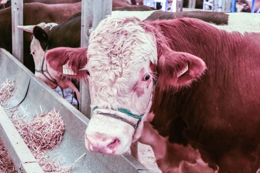 İl il fiyatlar belli oldu! Kurban kesecekler için flaş uyarı: Kesinlikle izin verilmeyecek...