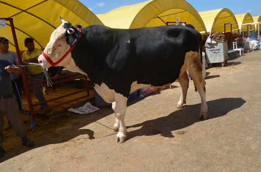 İl il fiyatlar belli oldu! Kurban kesecekler için flaş uyarı: Kesinlikle izin verilmeyecek...