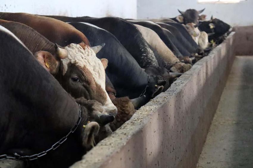 İl il fiyatlar belli oldu! Kurban kesecekler için flaş uyarı: Kesinlikle izin verilmeyecek...