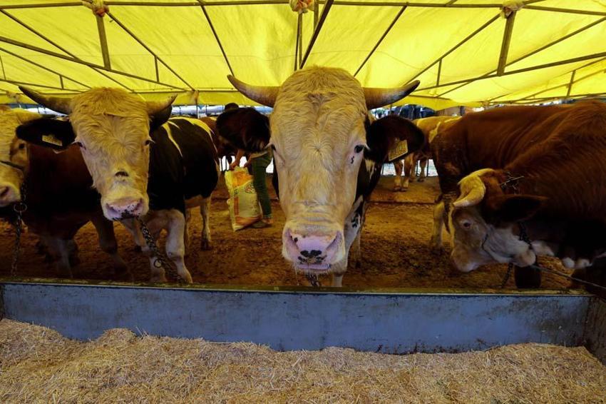 İl il fiyatlar belli oldu! Kurban kesecekler için flaş uyarı: Kesinlikle izin verilmeyecek...