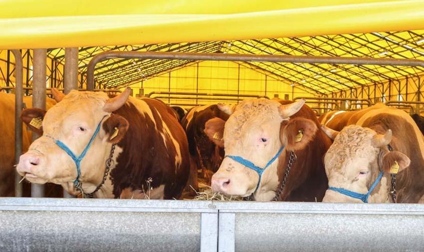 İl il fiyatlar belli oldu! Kurban kesecekler için flaş uyarı: Kesinlikle izin verilmeyecek...