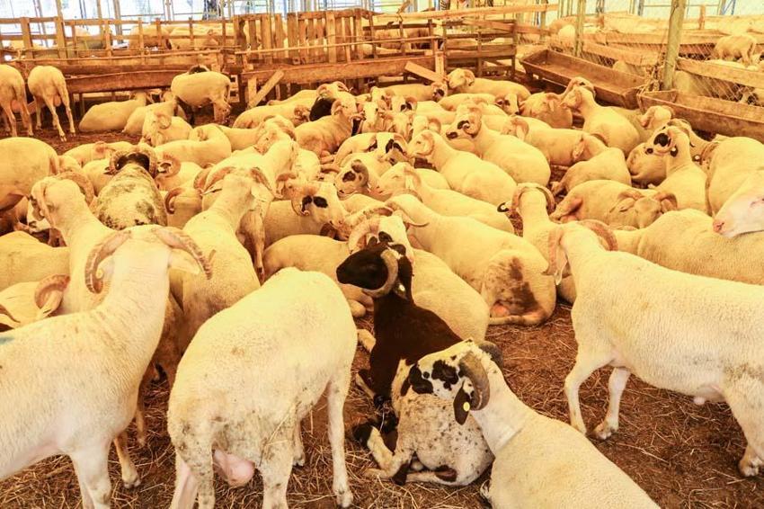 İl il fiyatlar belli oldu! Kurban kesecekler için flaş uyarı: Kesinlikle izin verilmeyecek...