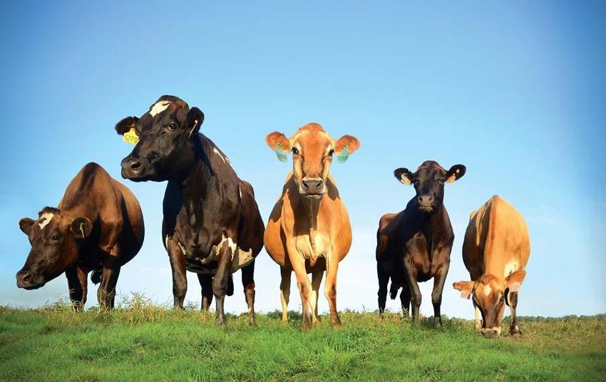 İl il fiyatlar belli oldu! Kurban kesecekler için flaş uyarı: Kesinlikle izin verilmeyecek...