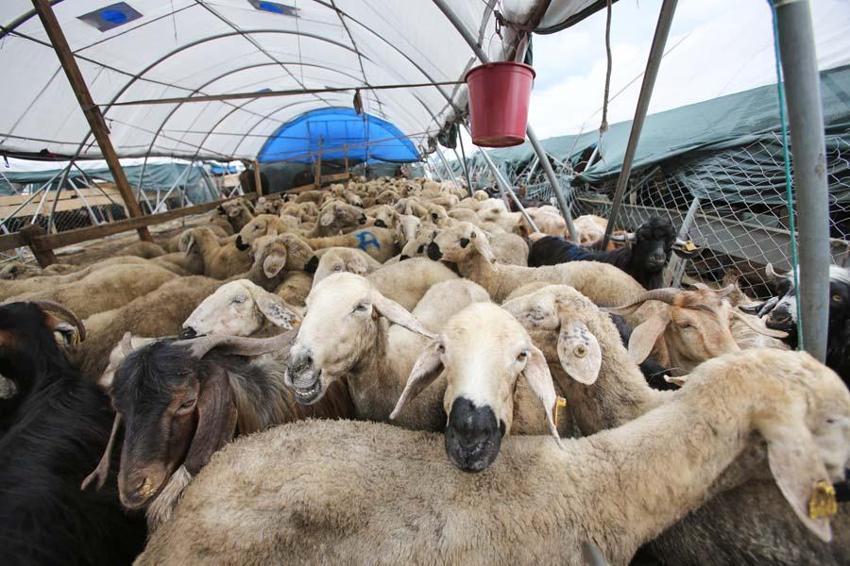 İl il fiyatlar belli oldu! Kurban kesecekler için flaş uyarı: Kesinlikle izin verilmeyecek...