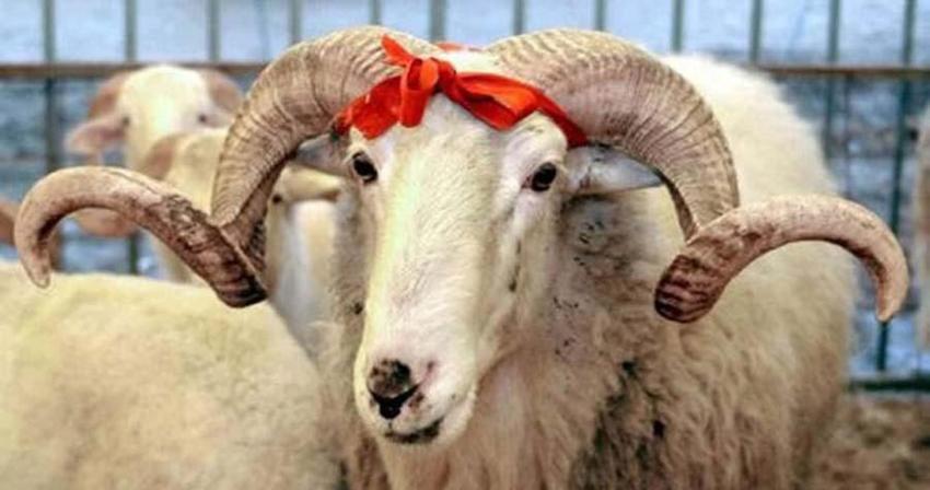 İl il fiyatlar belli oldu! Kurban kesecekler için flaş uyarı: Kesinlikle izin verilmeyecek...