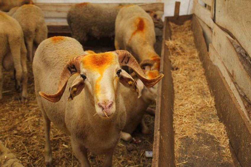 İl il fiyatlar belli oldu! Kurban kesecekler için flaş uyarı: Kesinlikle izin verilmeyecek...