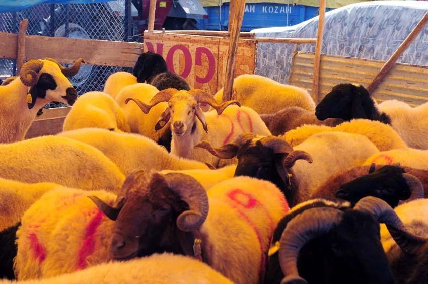 İl il fiyatlar belli oldu! Kurban kesecekler için flaş uyarı: Kesinlikle izin verilmeyecek...