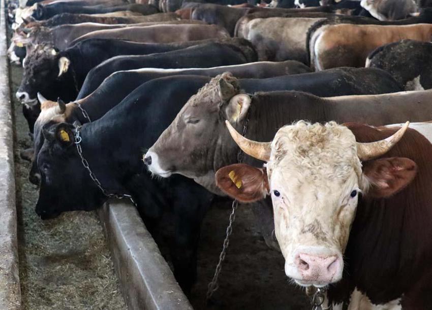 İl il fiyatlar belli oldu! Kurban kesecekler için flaş uyarı: Kesinlikle izin verilmeyecek...