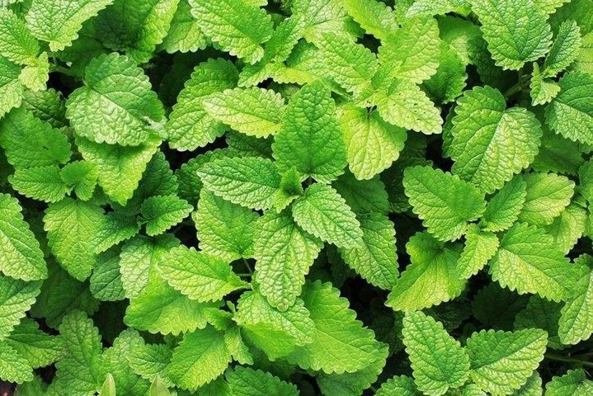 Vücuttan iltihabı söküp atıyor! Eklem ve adet kramplarına iyi geliyor, geçmeyen ağrılar için şifa, polifenol , lif, beta karoten ile B-6 ve C vitaminleri...