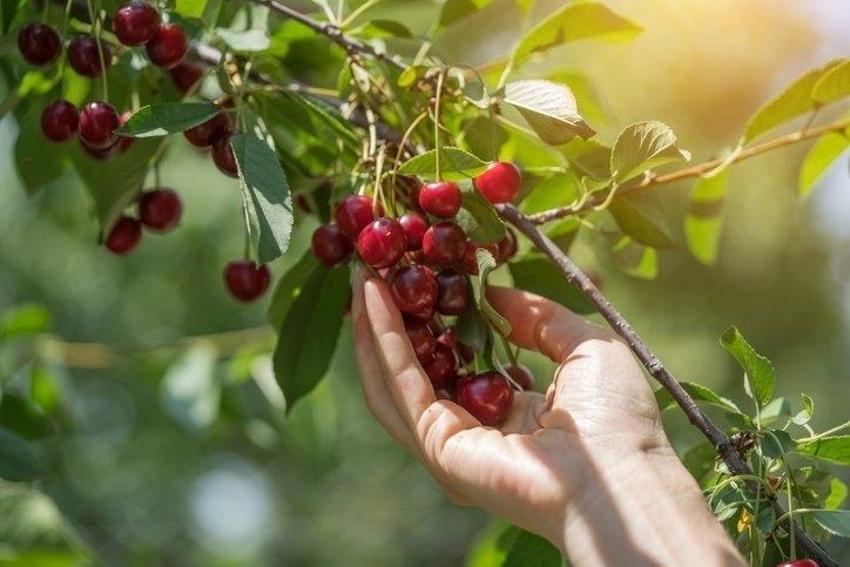 Vücuttan iltihabı söküp atıyor! Eklem ve adet kramplarına iyi geliyor, geçmeyen ağrılar için şifa, polifenol , lif, beta karoten ile B-6 ve C vitaminleri...