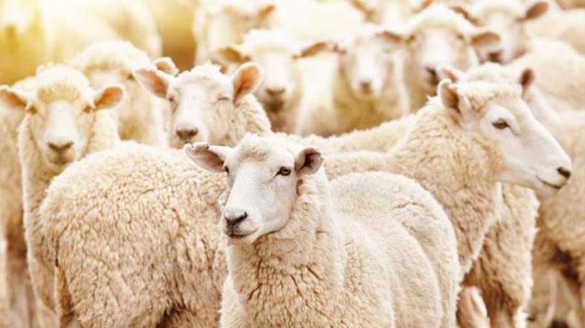 İl il 2022 yılı küçükbaş ve büyükbaş kurbanlık fiyatları belli oldu! İşte kilogram bedelleri...