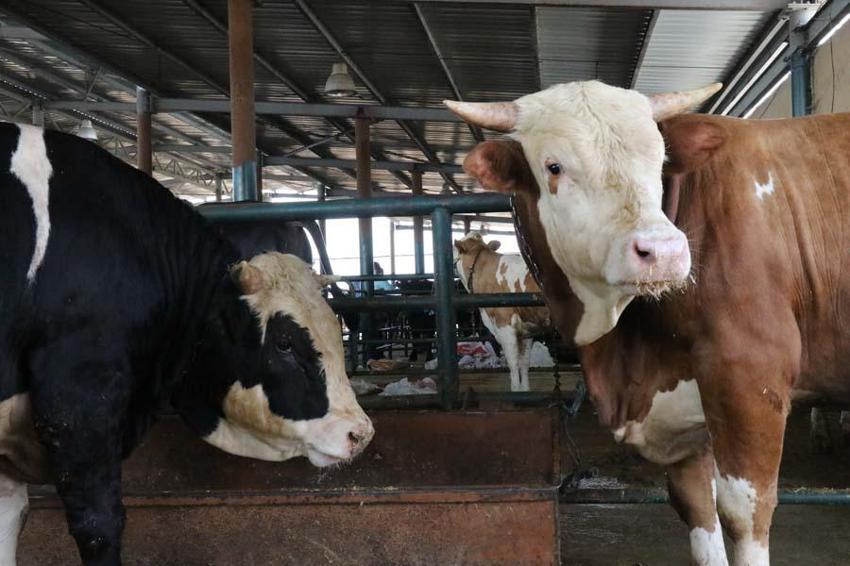 İl il 2022 yılı küçükbaş ve büyükbaş kurbanlık fiyatları belli oldu! İşte kilogram bedelleri...