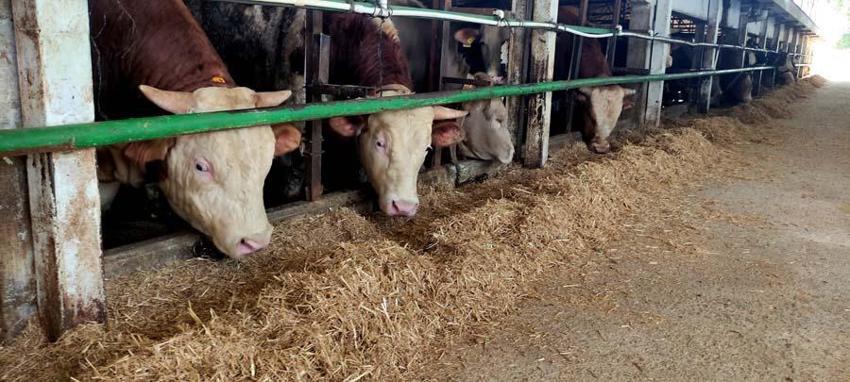 İl il 2022 yılı küçükbaş ve büyükbaş kurbanlık fiyatları belli oldu! İşte kilogram bedelleri...