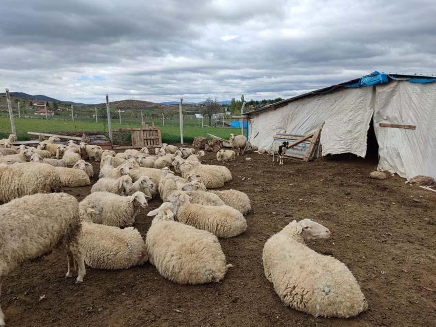 İl il 2022 yılı küçükbaş ve büyükbaş kurbanlık fiyatları belli oldu! İşte kilogram bedelleri...
